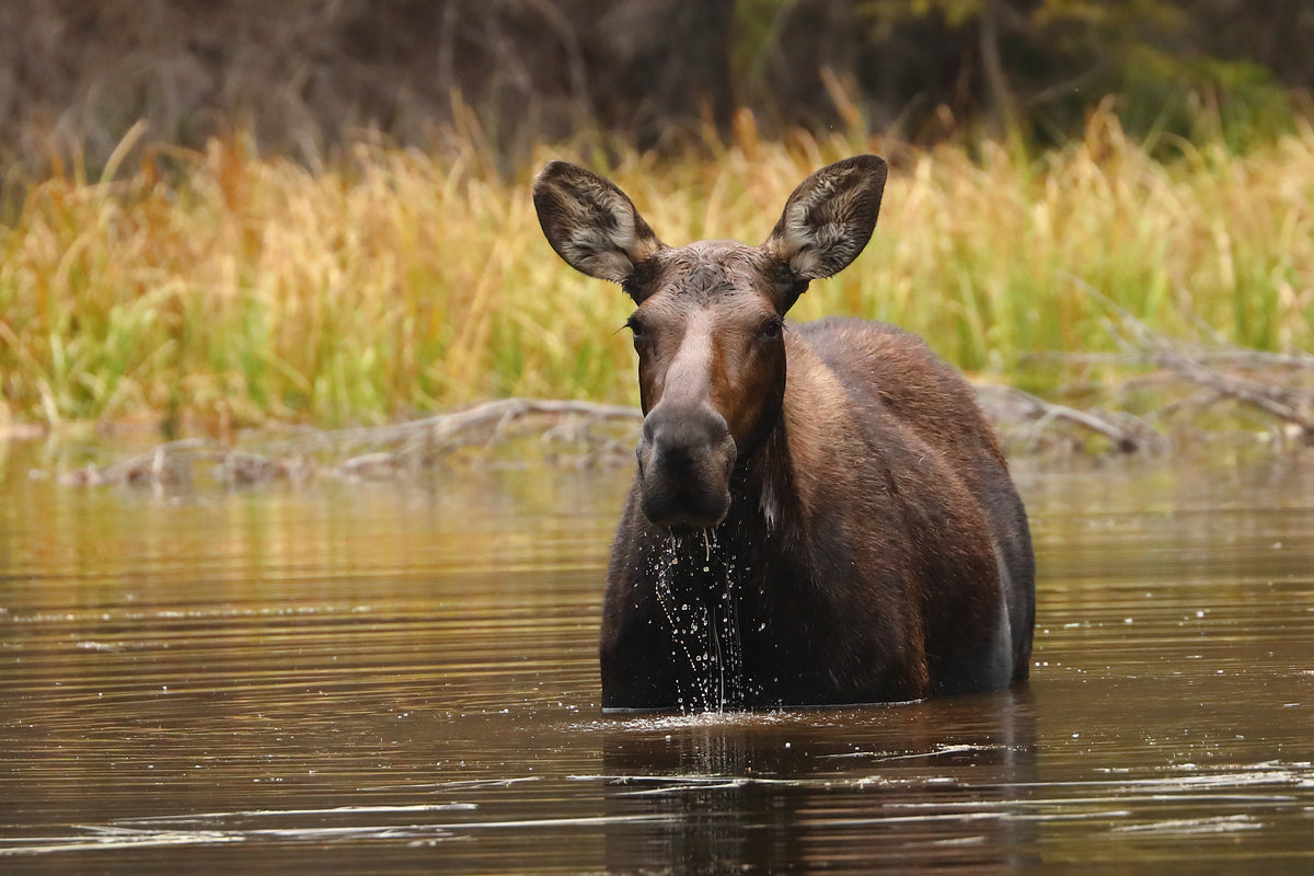 On Moose Pond