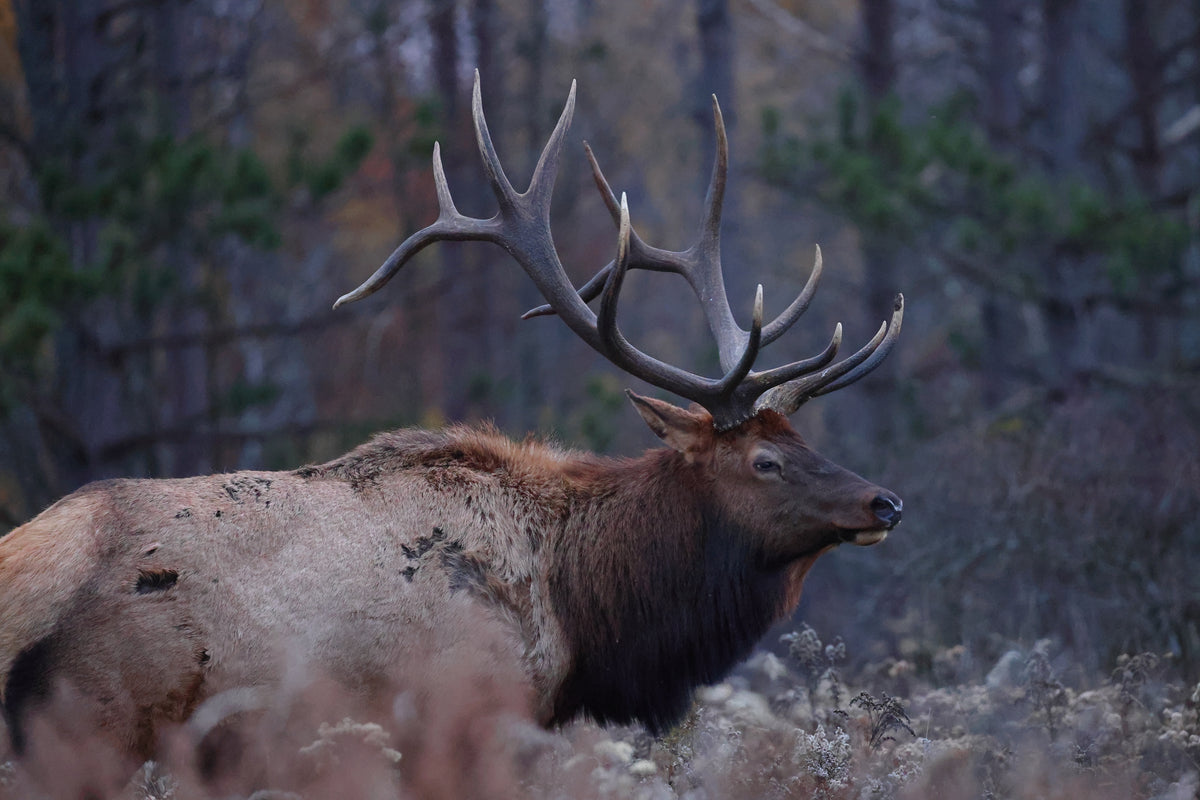 Rut is on