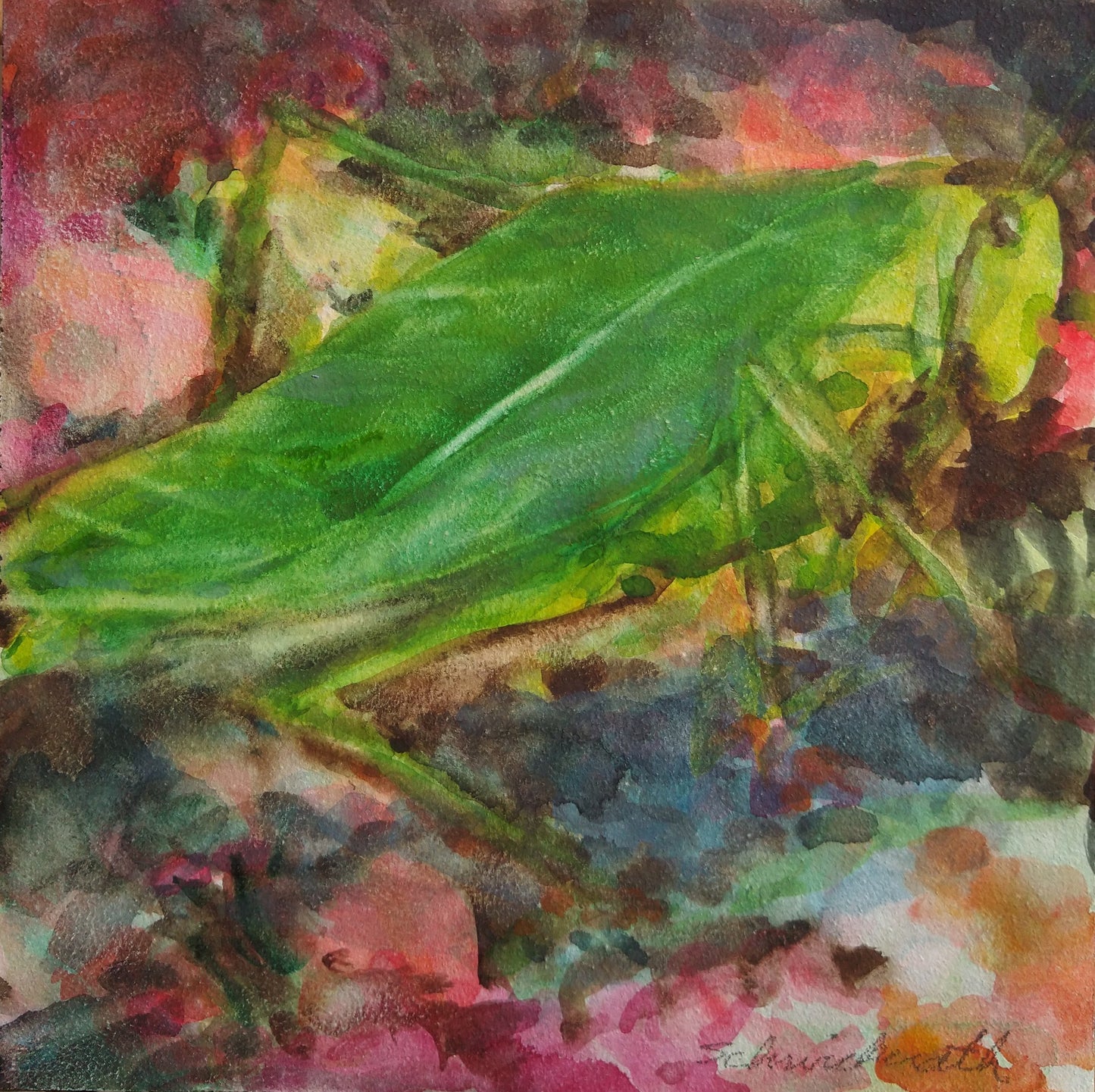 "Microcentrum rhombifolium" Broad-winged Katydid