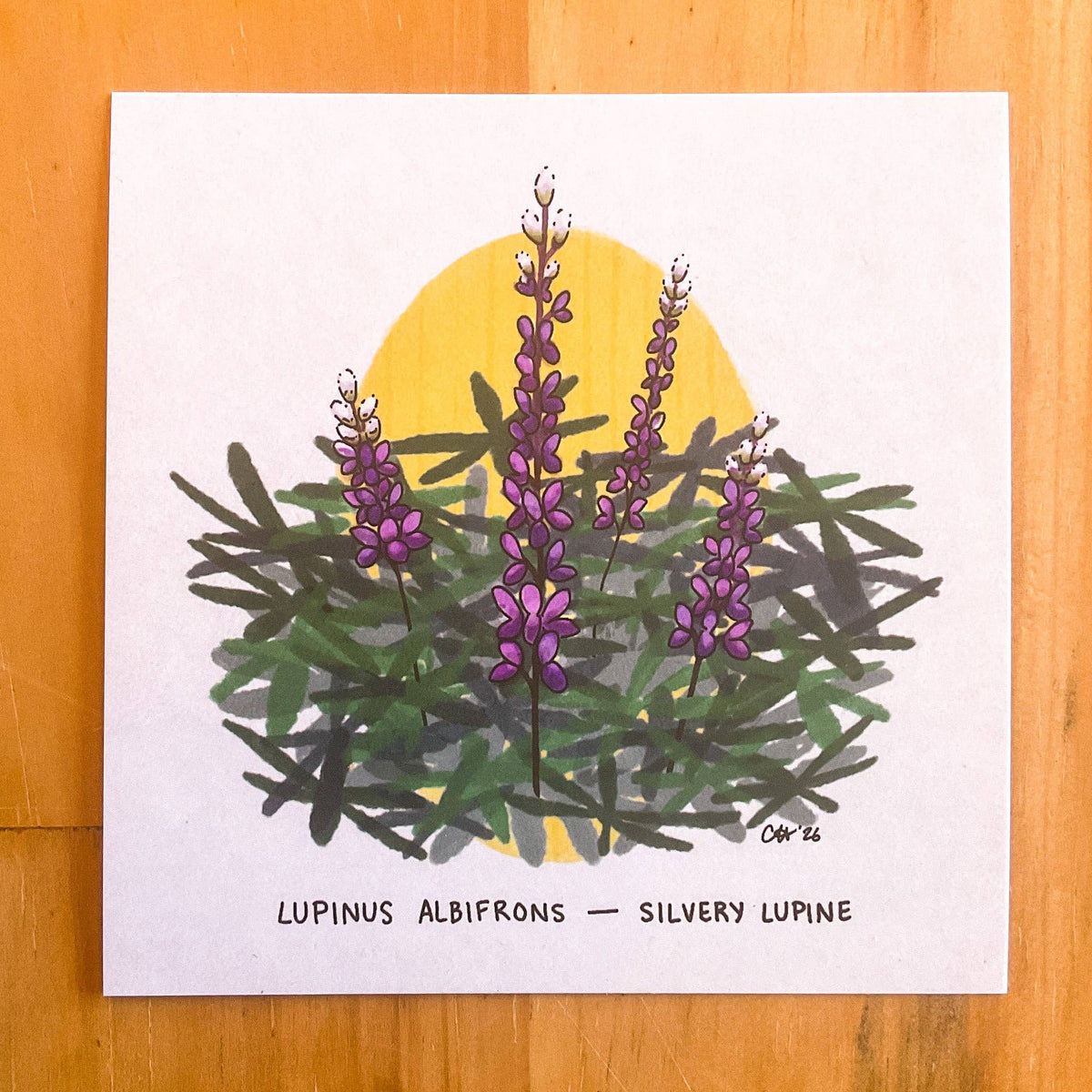 Doodled By Carrie - Colorado Flora Doodlegram Pack
