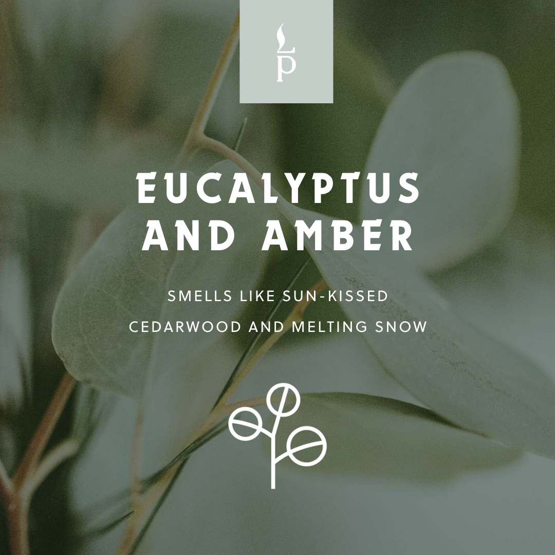 Light Provisions - 4.75 oz Eucalyptus & Amber Candle