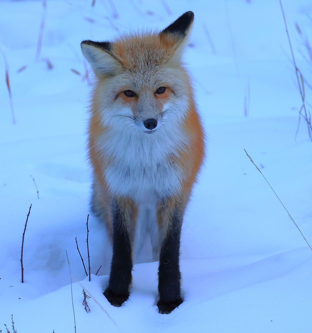 Curious Red