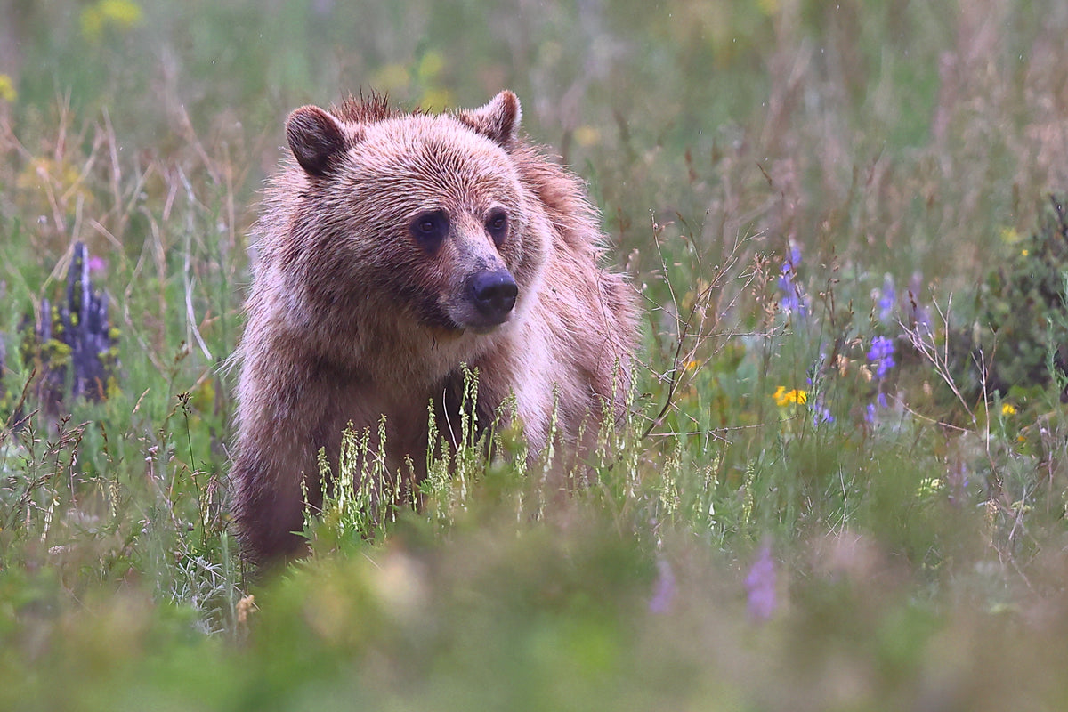 Glacier Griz