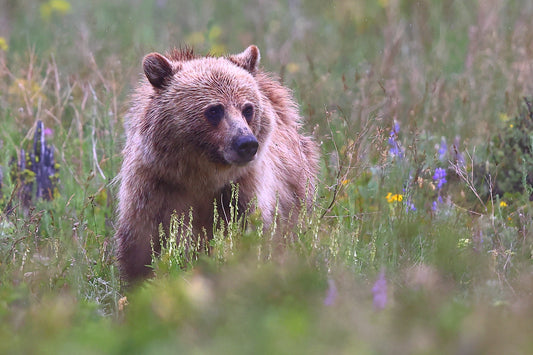 Glacier Griz