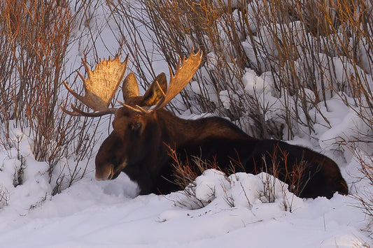 Glowing Antlers
