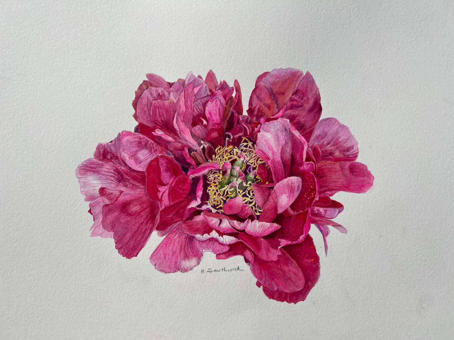 Peony's Full Glory