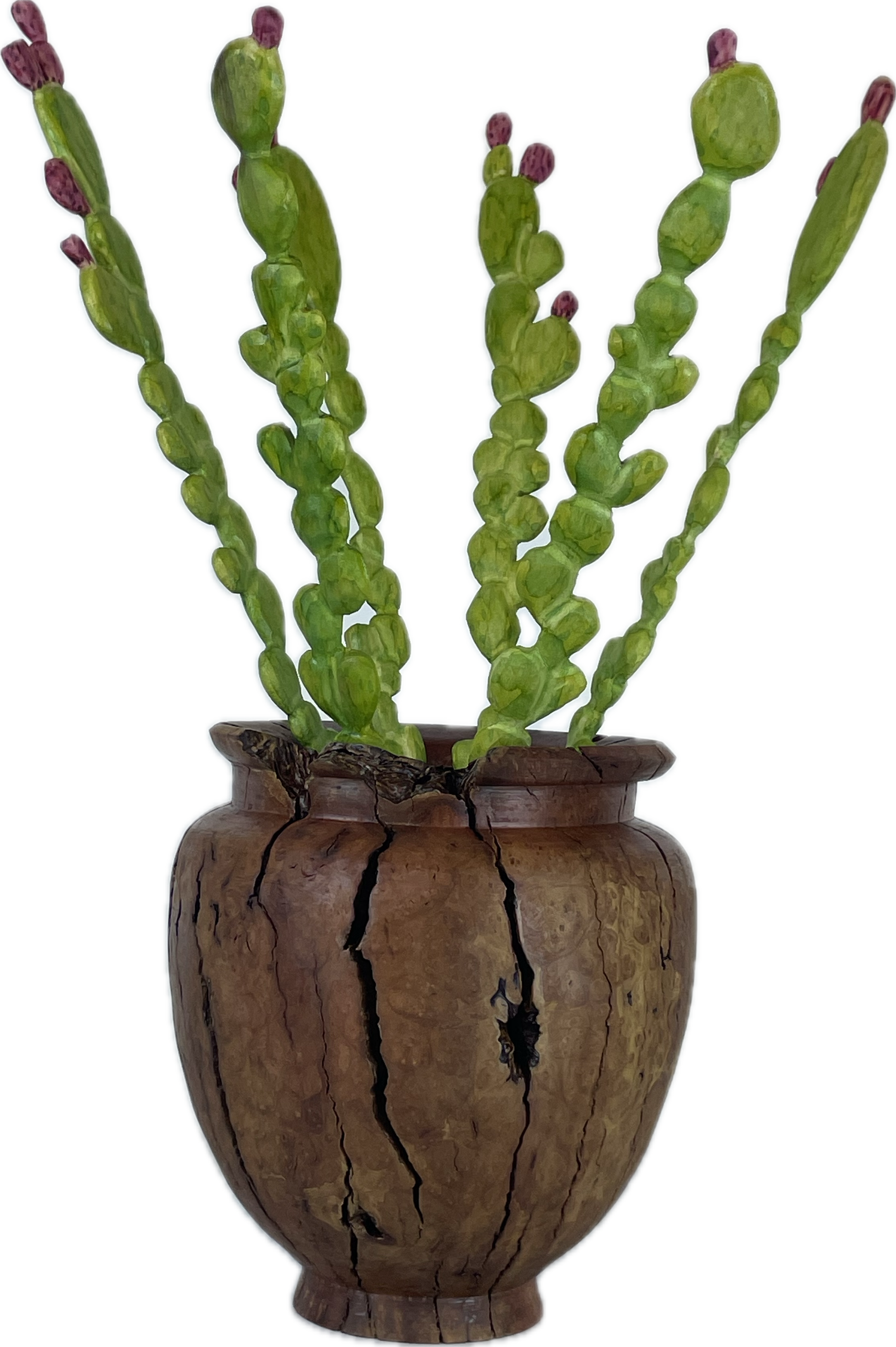 prickly pear cactus roots Prickly Pear in Manzanita Root Vase – SURFACE gallery