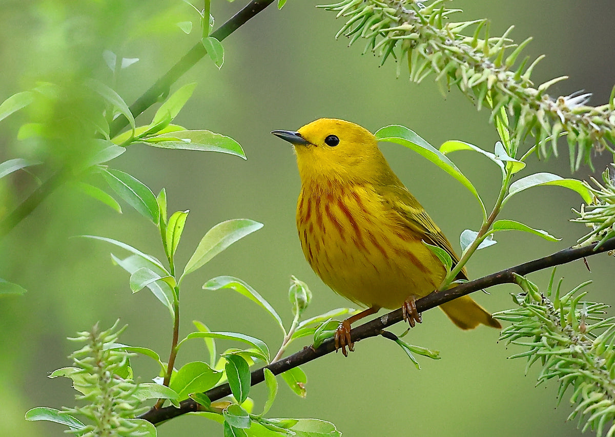 Most Yellow of All