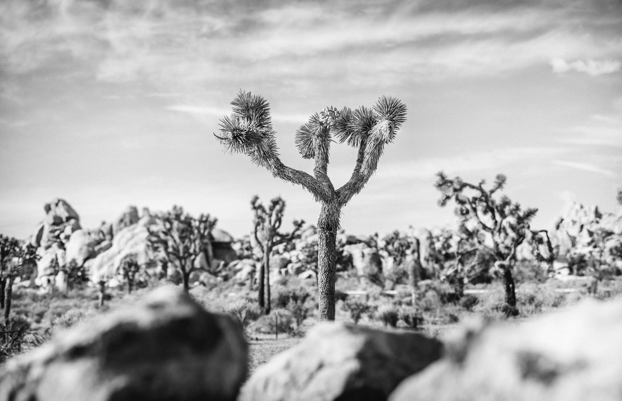 The Joshua Tree II