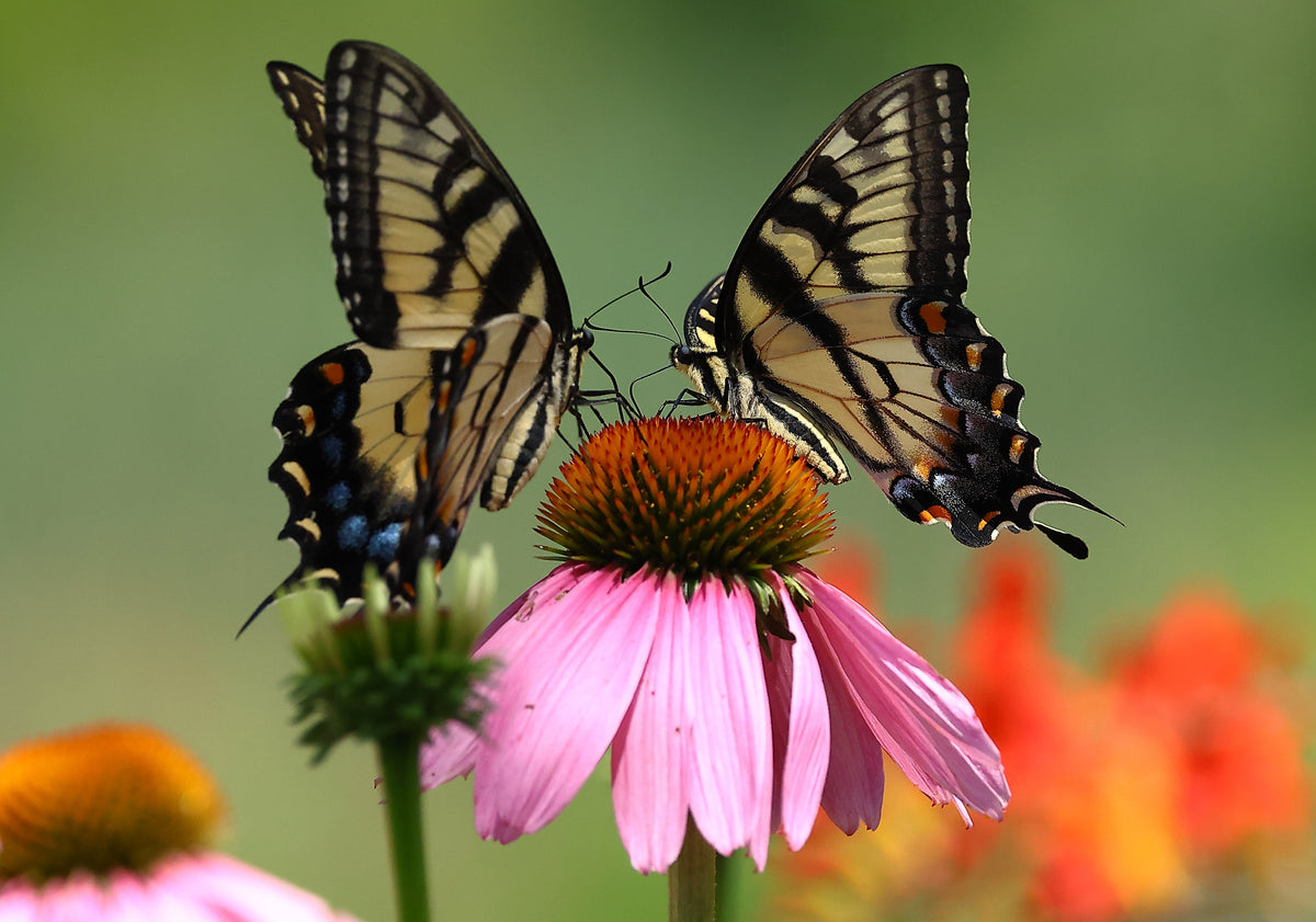Sharing Nectar