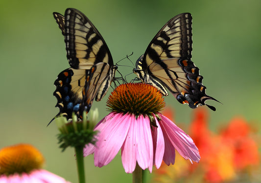 Sharing Nectar