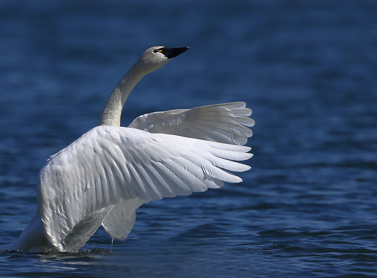 Whistling Wings